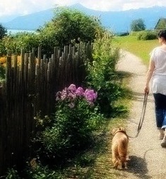 flowery path dog walking