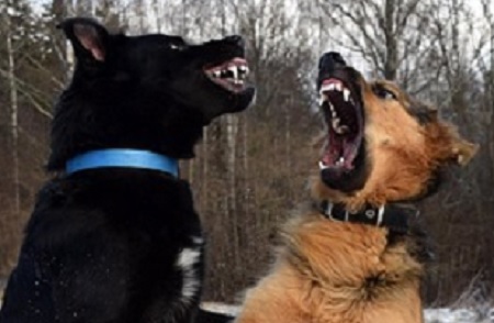 dog aggressive calm dogs behavior