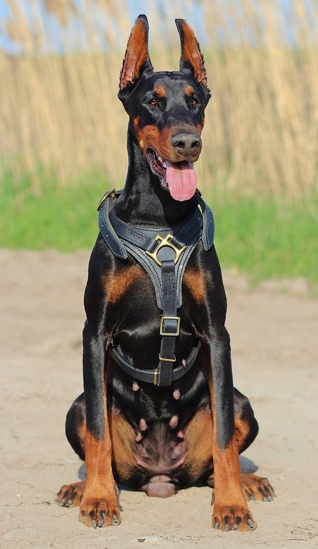 Doberman harnas trainingshalsbanden