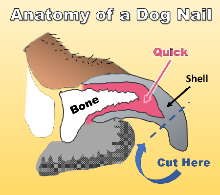 When Dog Nail Trimming is Necessary | Sporty Dog Walker